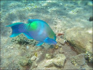 Parrot Fish in the Red Sea